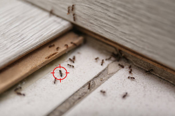 Best Residential Pest Control  in Puxico, MO