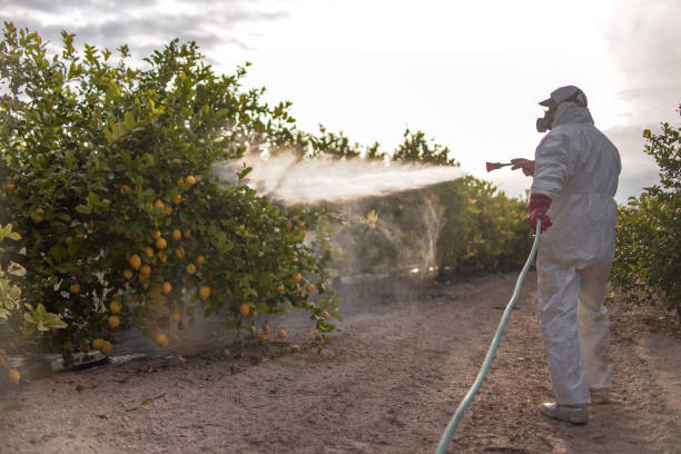 Best Pest Inspection Near Me  in Puxico, MO