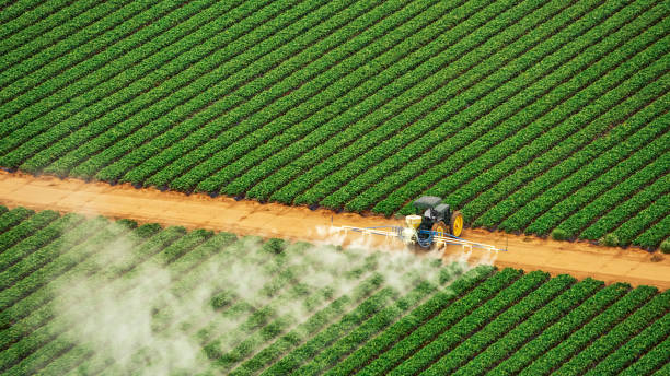 Professional Pest Control in Puxico, MO