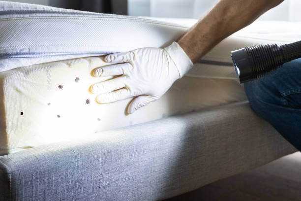 Best Affordable Pest Control Services  in Puxico, MO