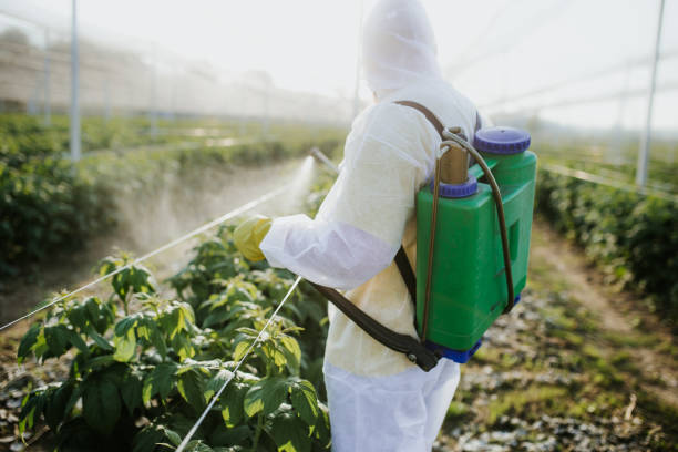 Best Local Pest Control Services  in Puxico, MO